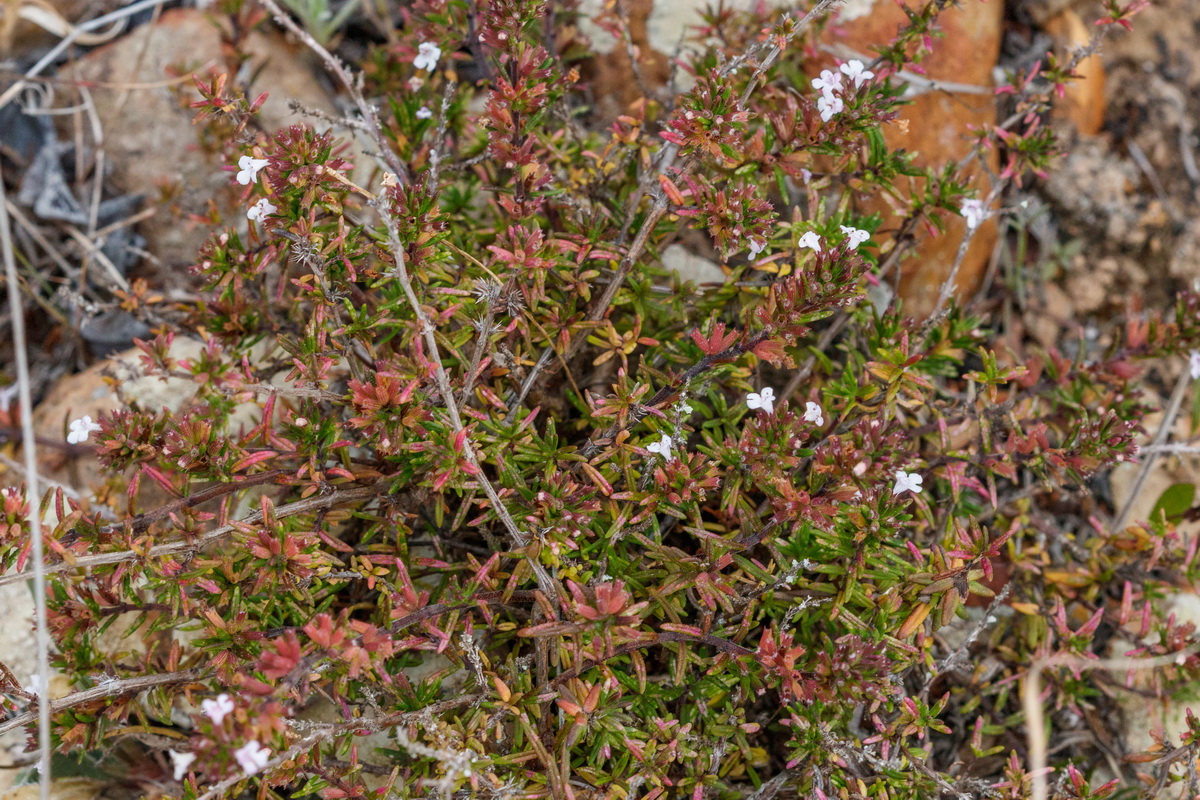  MG 1796 Micromeria canariensis subsp. canariensis Tomillo salvaje grancanario